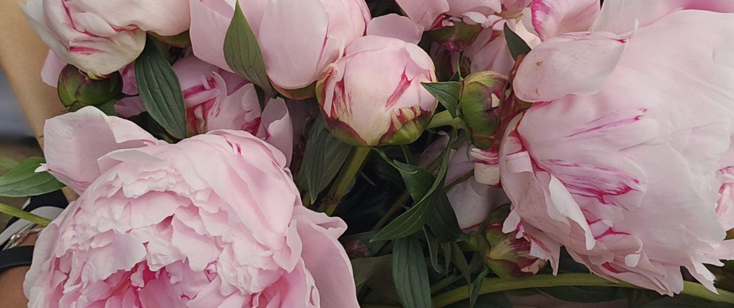 Locally grown peonies